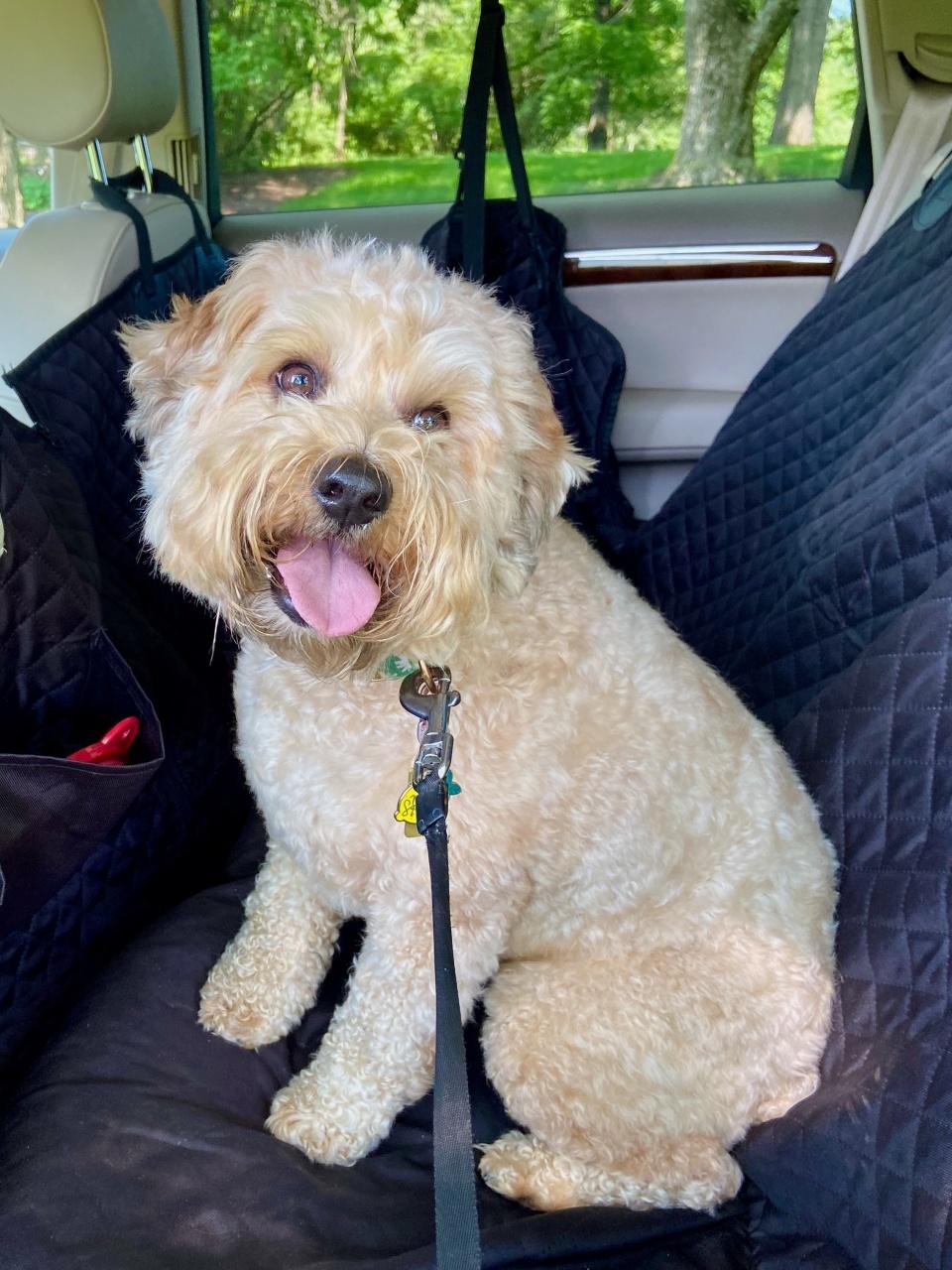Small whoodle dog, a mixed breed of Wheaten Terrier and mini poodle, sitting in the back seat of an SUV covered with a black padded pet liner before a car ride in the summer