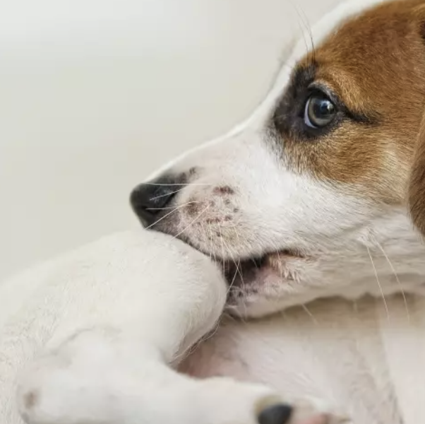 Allergies in Dogs: Symptoms, Causes, and Treatment