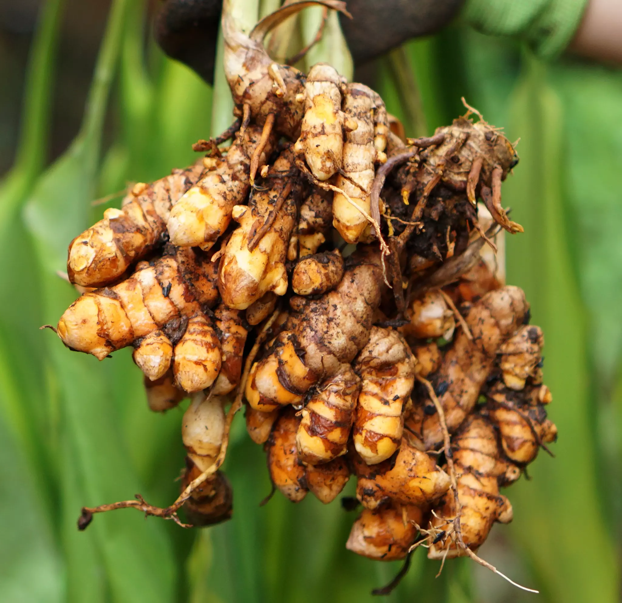 Turmeric