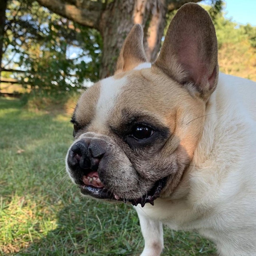 French bulldog with cleft palate