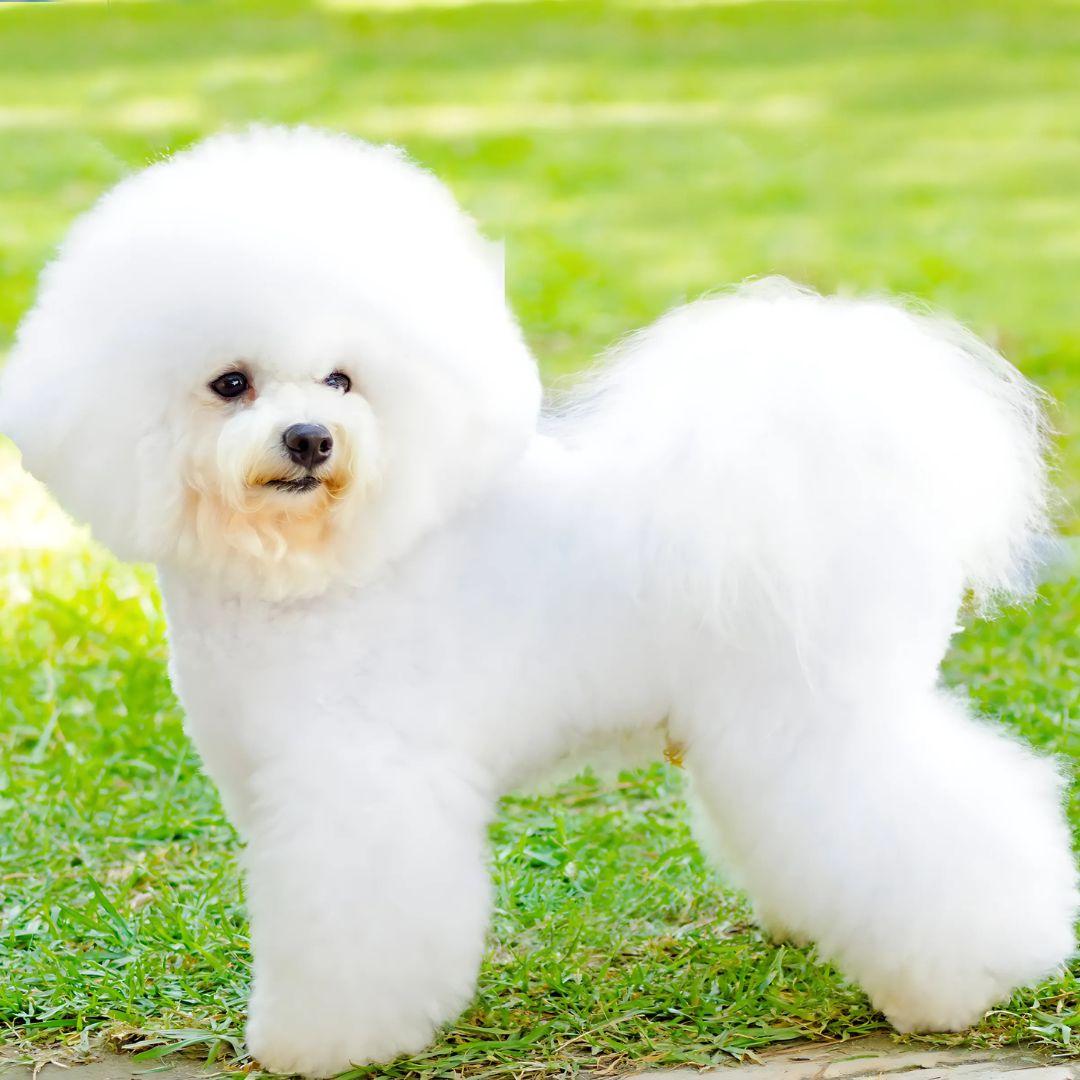 Bichon Frise puppy