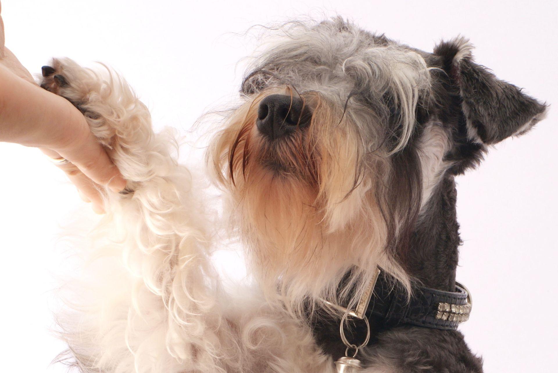 Miniature Schnauzer shaking hand