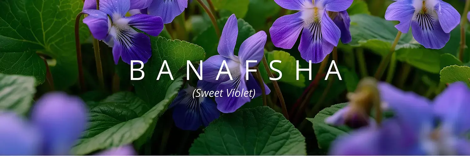 Banafsha (sweet violet)