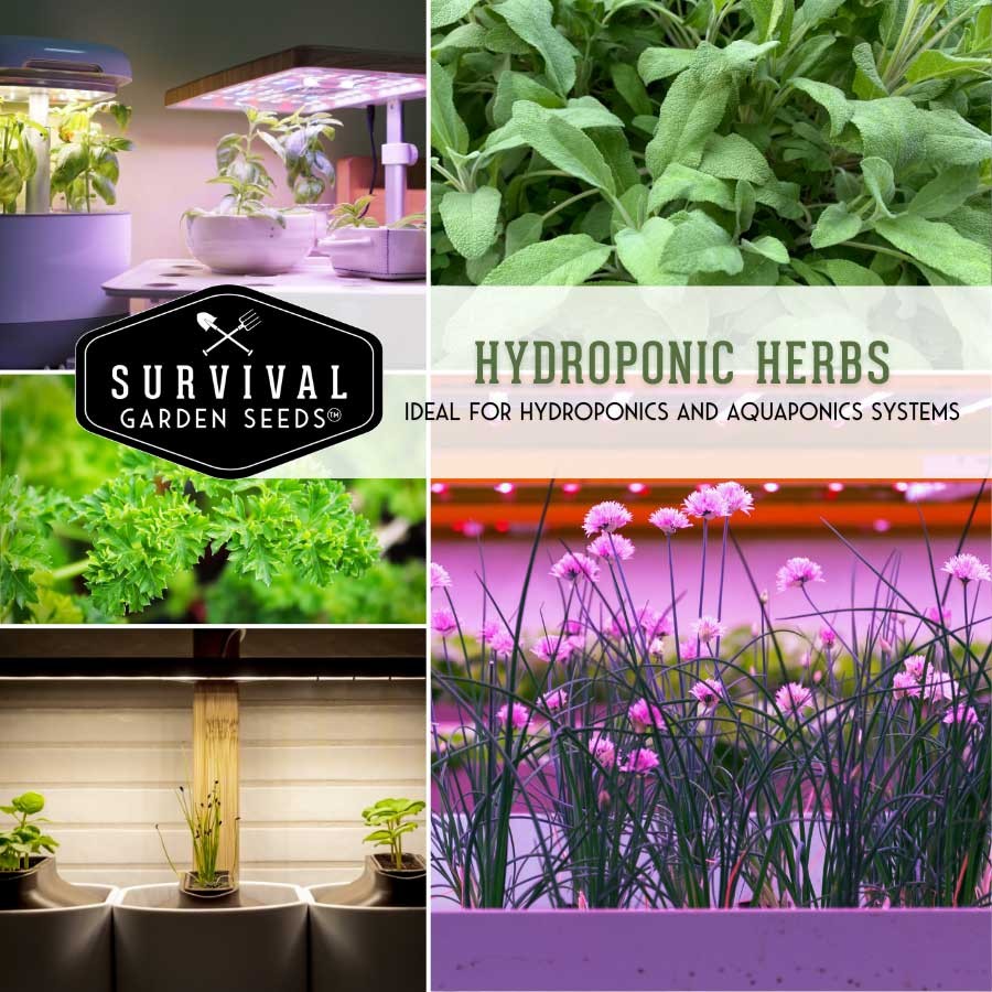 Hydroponic Herb seed collection - 6 herbs for your indoor garden