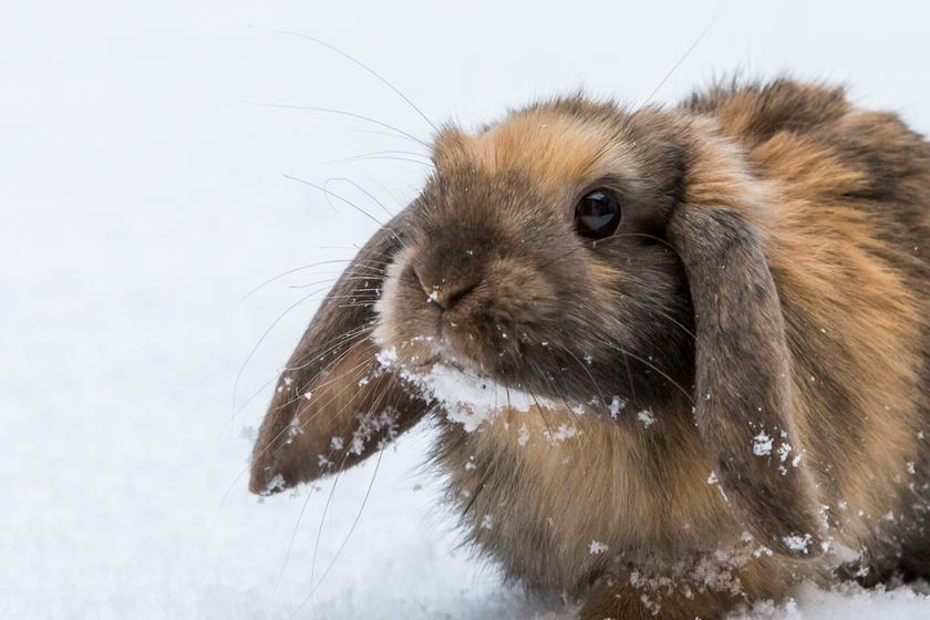 Can Rabbits Stay Outside in the Winter?