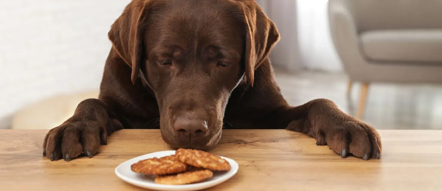 Dog standing behind a closed door, kept away from cookies that could contain xylitol