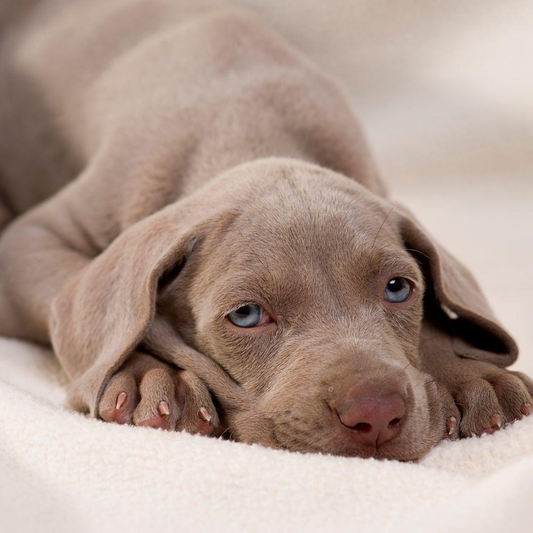 Should You Wake Your Puppy Up to Pee at Night? Potty Buddy Potty Buddy™