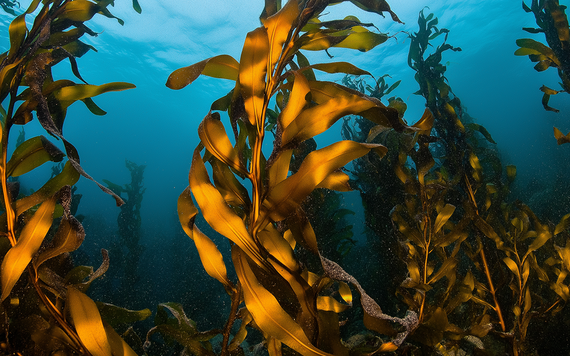 Representational image of Kelp Extract