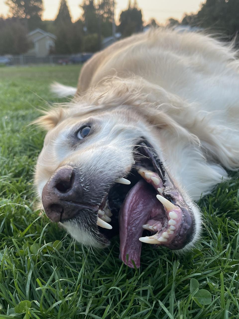 Older dog with a funny face laying in the grass with his tongue hanging out and teeth showing. He is a senior golden retriever.