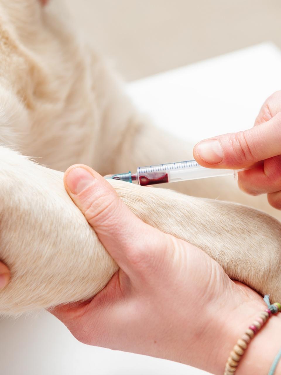 detail of the hands of a veterinary doctor extracting blood with a syringe from a dog. Veterinary tests on a pet.