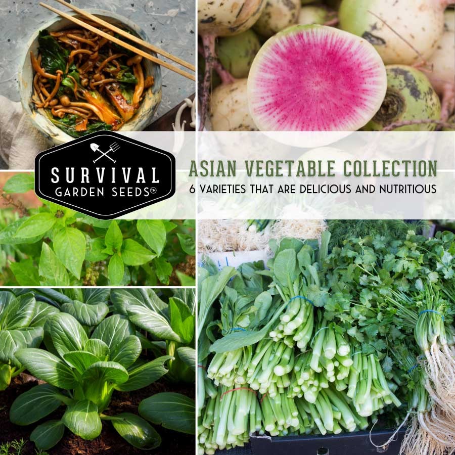 Asian Vegetable Collection - 6 classic Asian vegetable varieties for your garden