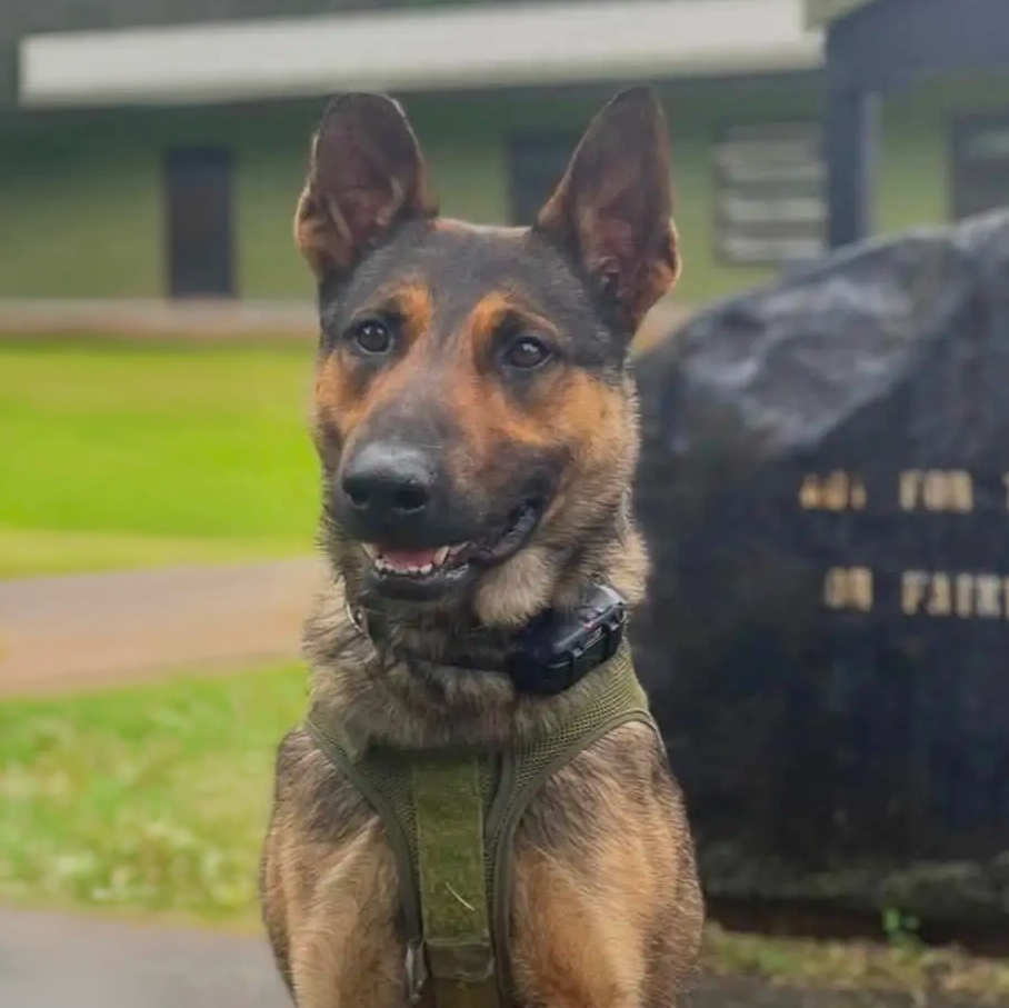 K-9 Nirvana-Alona