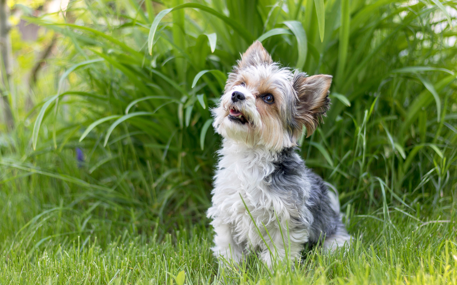 Portrait of biewer puppy on the grass