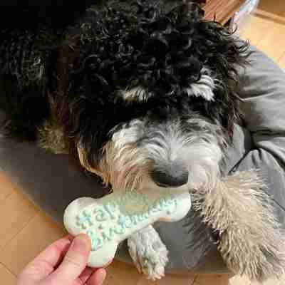 January 2021 Dog Birthday Party Celebration | Dog Birthday Treats