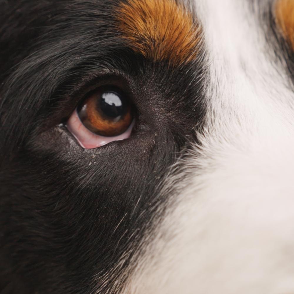 Capturing the face of a bernese mountain dog, showcasing expressive brown eyes and a glistening wet nose in stunning detail