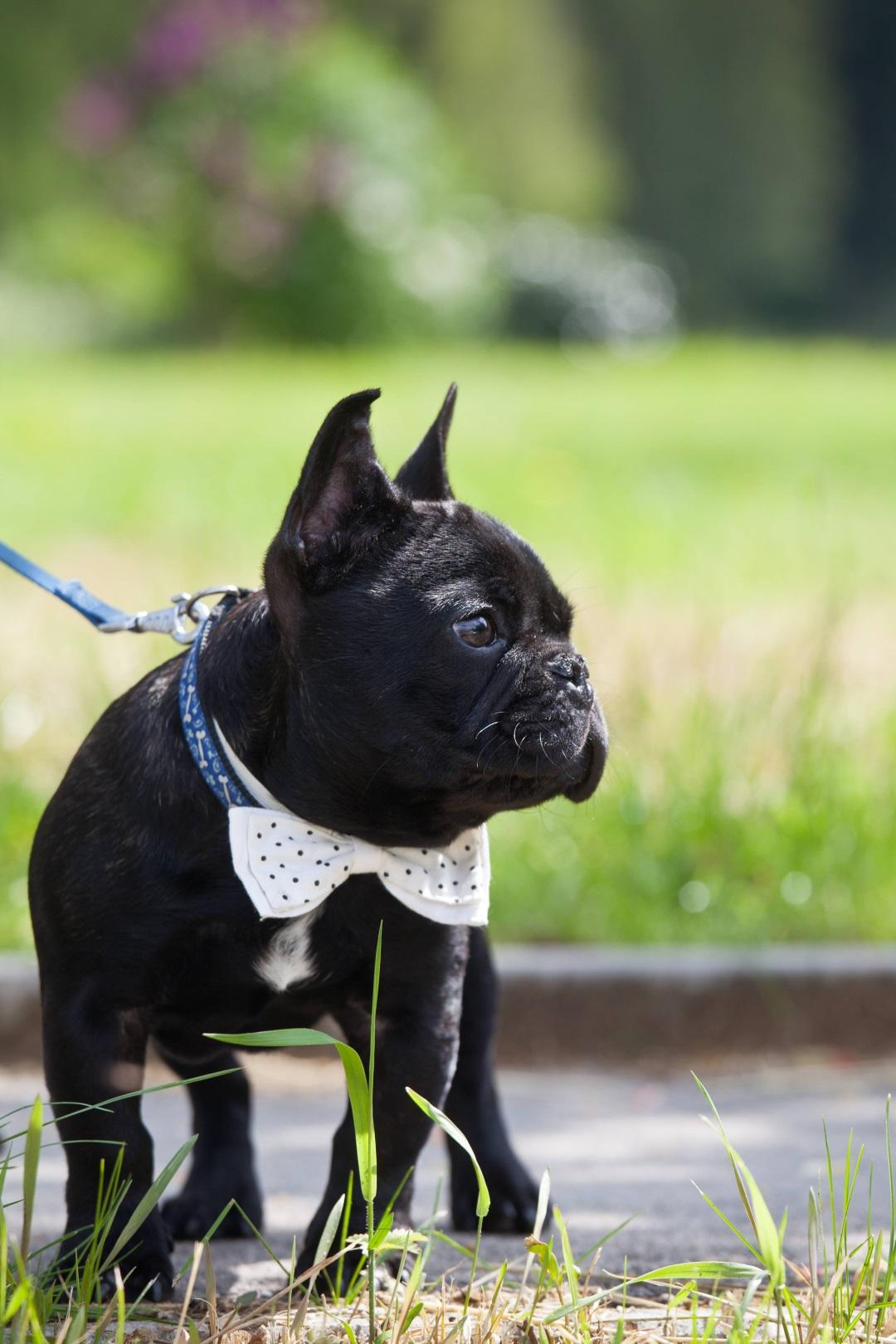 Elegant french bulldog wearing necktie