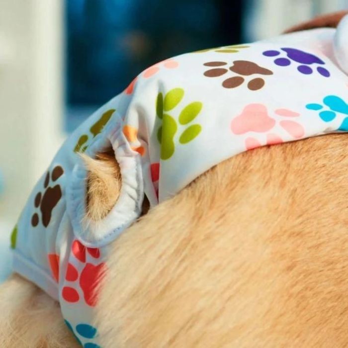 Close-up of dog diaper on corgi