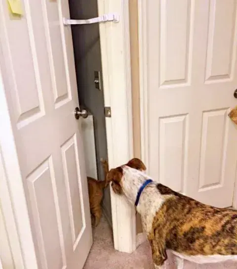 A dog and cat stand together in front of a door, with a door buddy strap visible on the door.
