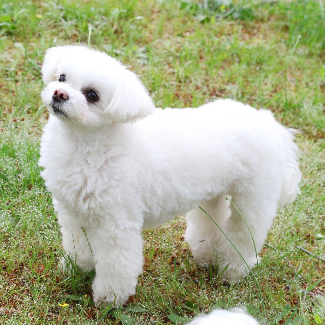 Maltese outdoors looking up at camera