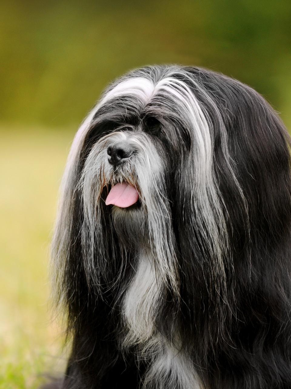 Lhasa Apso Dog
