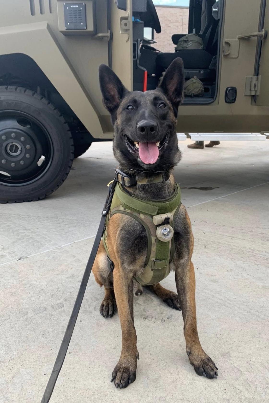 k9 rudy