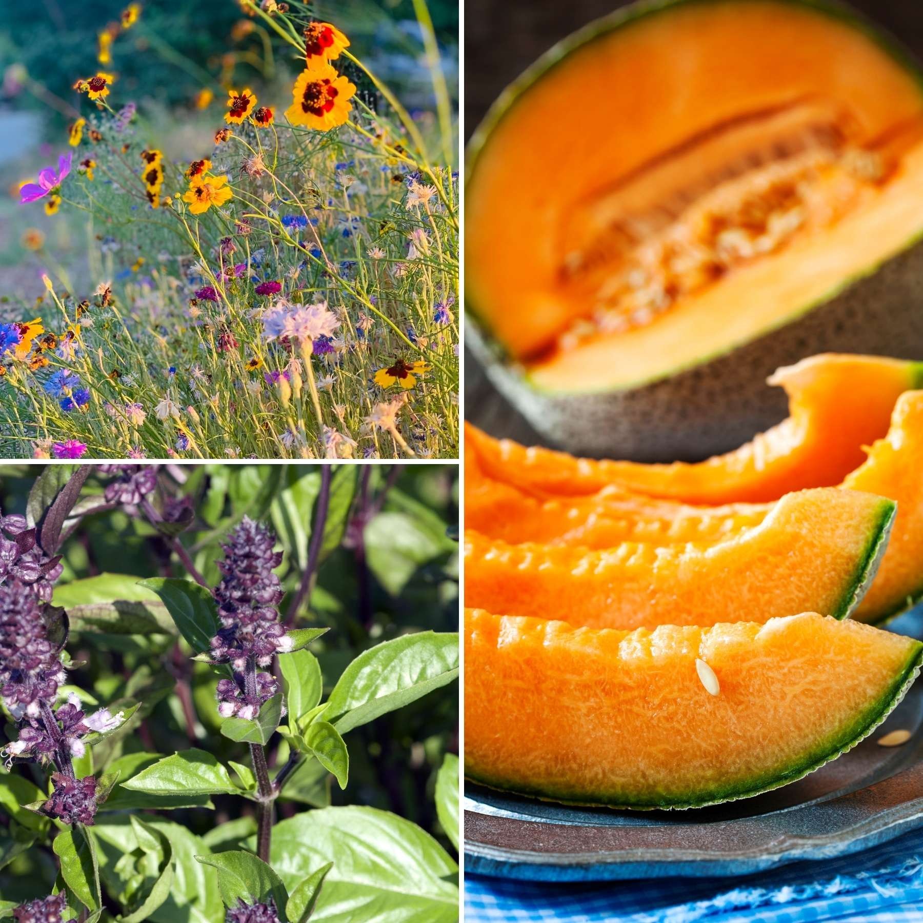 Grow flowers, fruits and herbs for a healthy garden