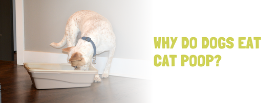why dogs like to eat cat poop