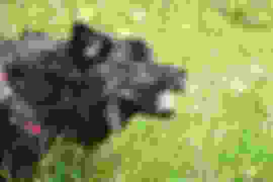 Curated visual reference: Visual Reference: Why Do Dogs Eat Grass