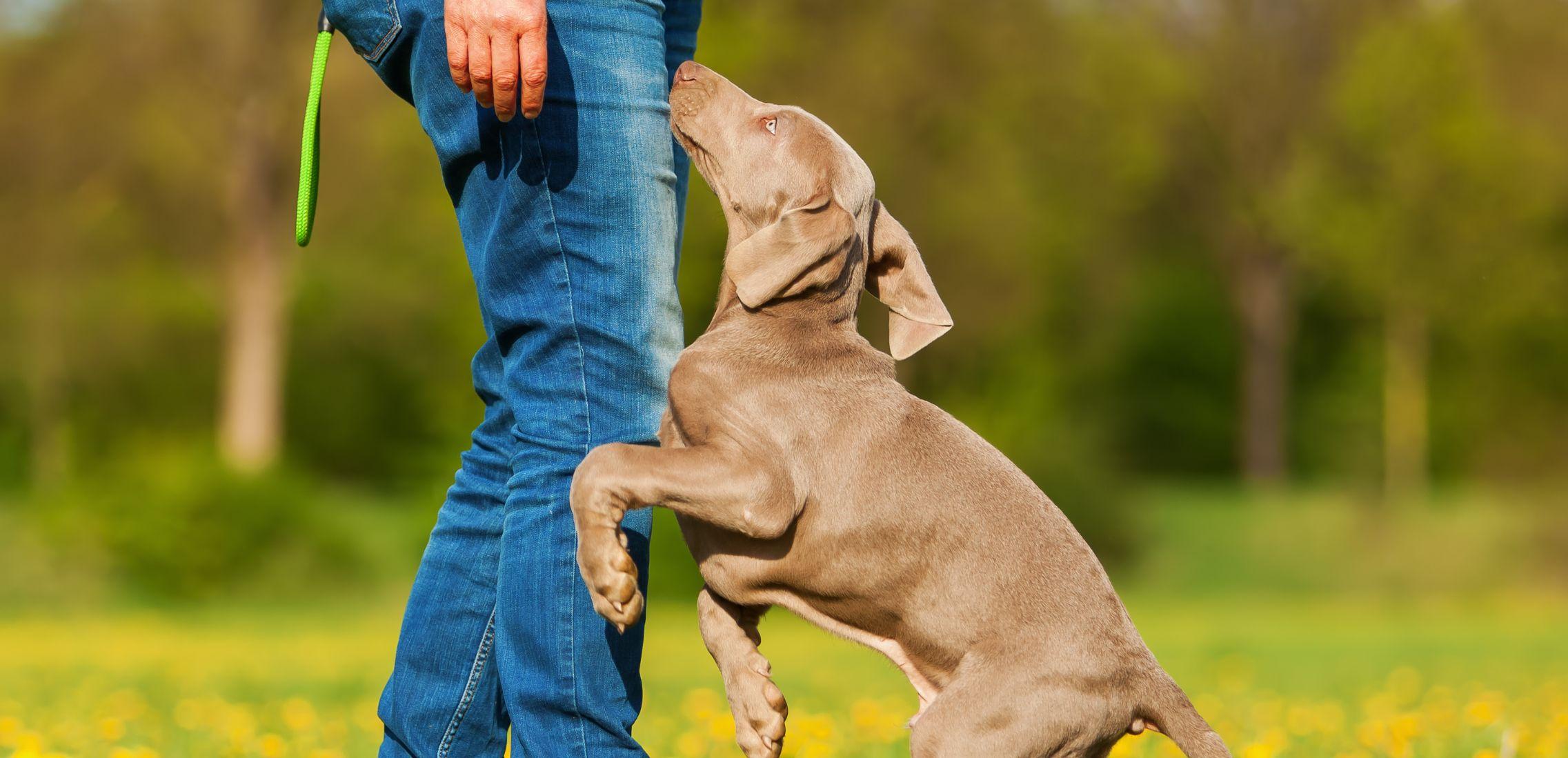 Person with a Weimaraner puppy outdoors