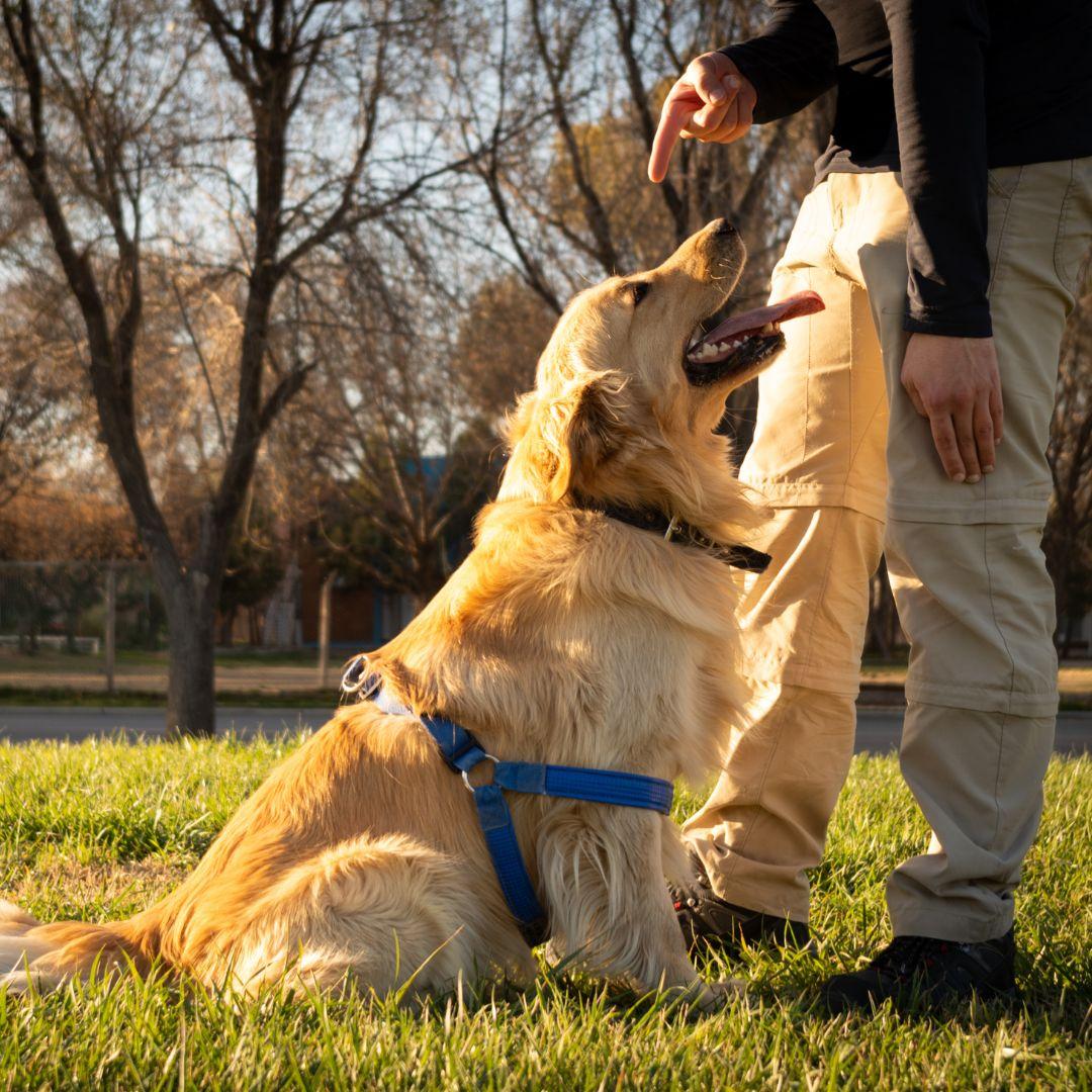 Golden Retriever Outdoor Training