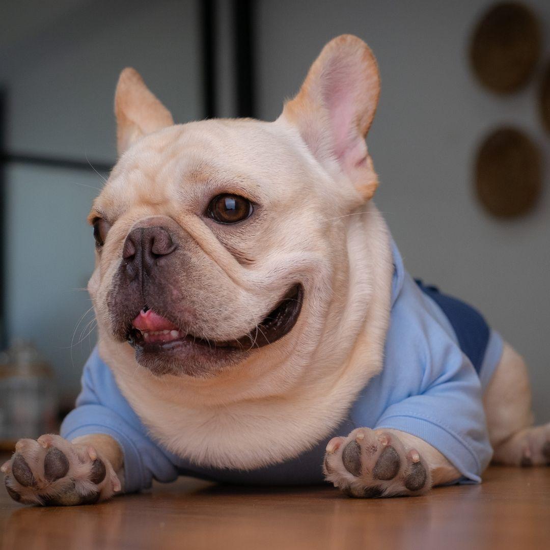 French Bulldog Puppy