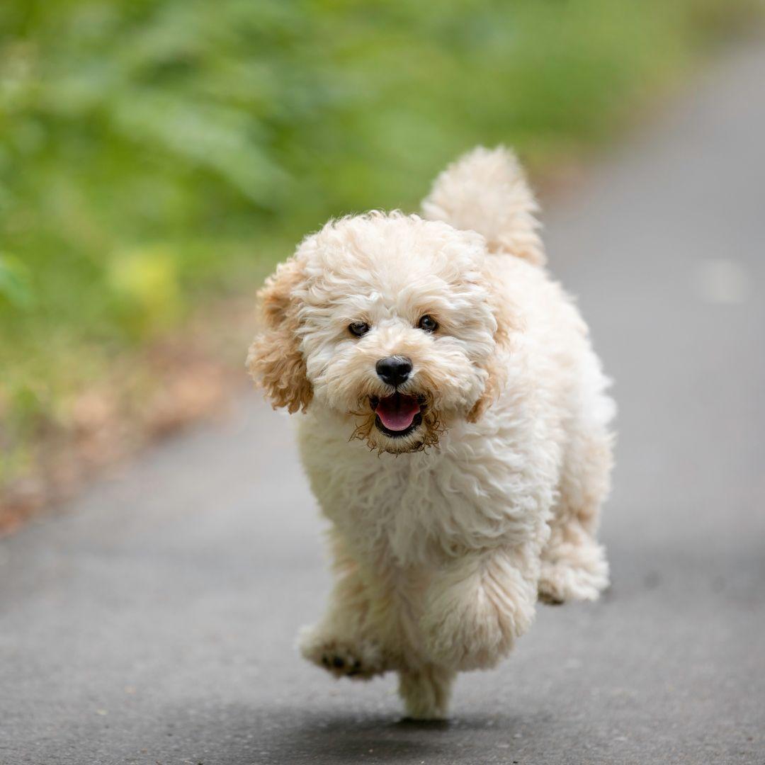 Maltipoo dog