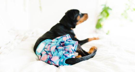 Dog lying down wearing a dog skirt