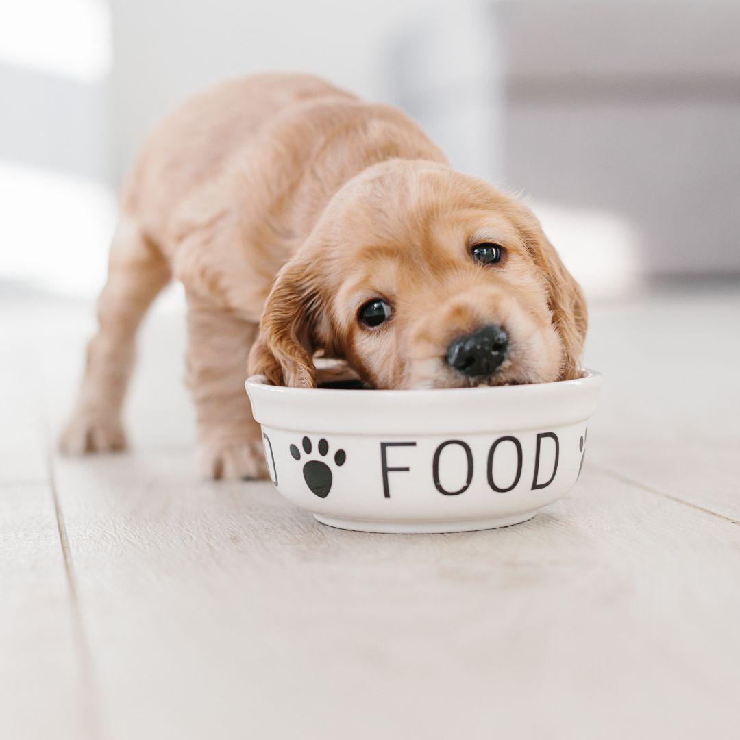 Puppy eating food