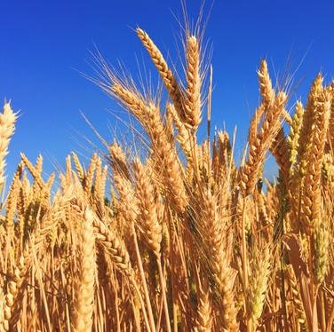 Field of wheat