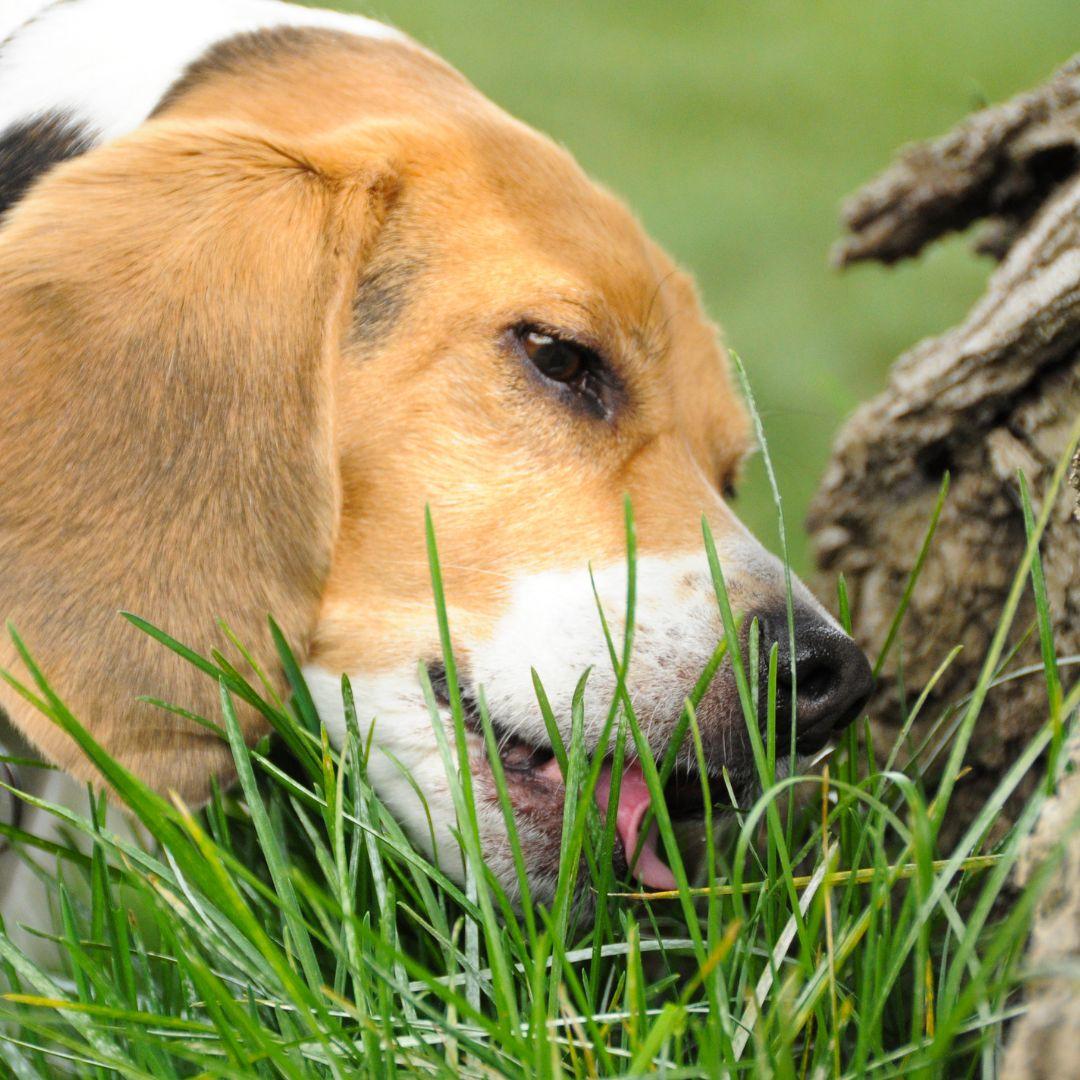 Beagle chewing on grass