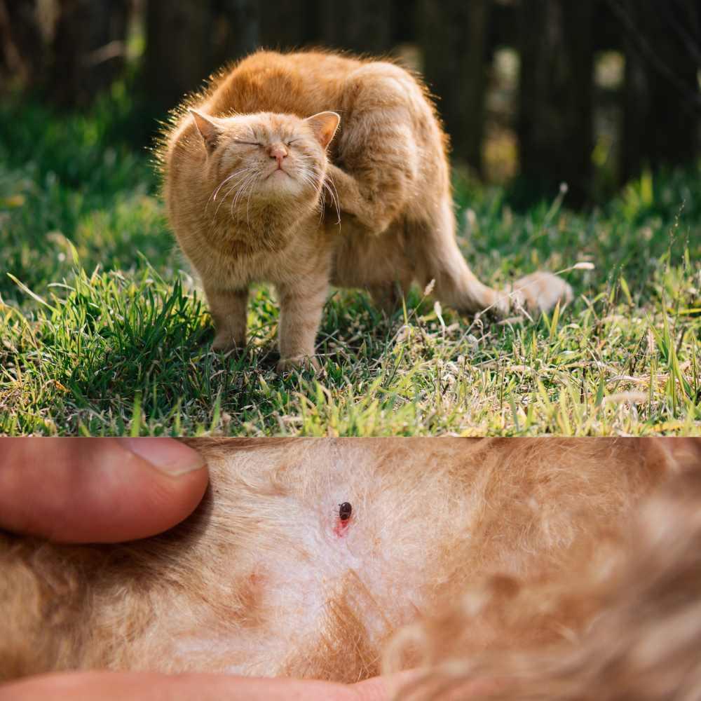 Miliary Dermatitis