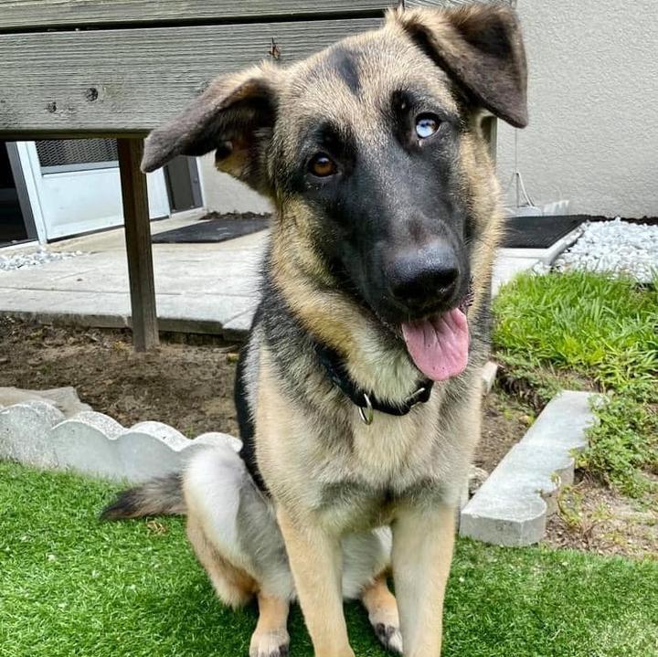 Big Cypress German Shepherd Rescue