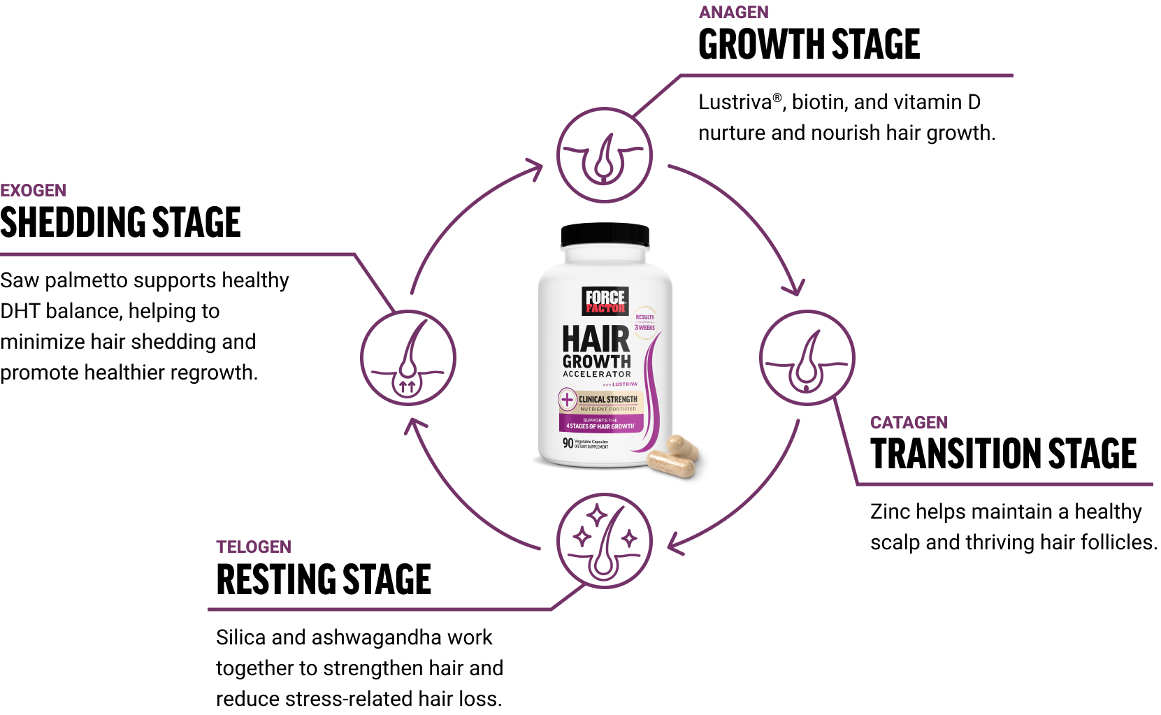 Displays the hair growth cycle. Starting at anagen growth state, lustriva, biotin, and vitamin D nurture and nourish hair growth. At the catagen transition stage, zinc helps maintain a healthy scalp and thriving hair follicles. At the telogen resting stage, slice and ashwagandha work together to strengthen hair and reduce stress-related hair loss. The last stage Exogenous shedding stage, saw palmetto supports healthy DHT balance, helping to minimize hair shedding and promote healthier regrowth