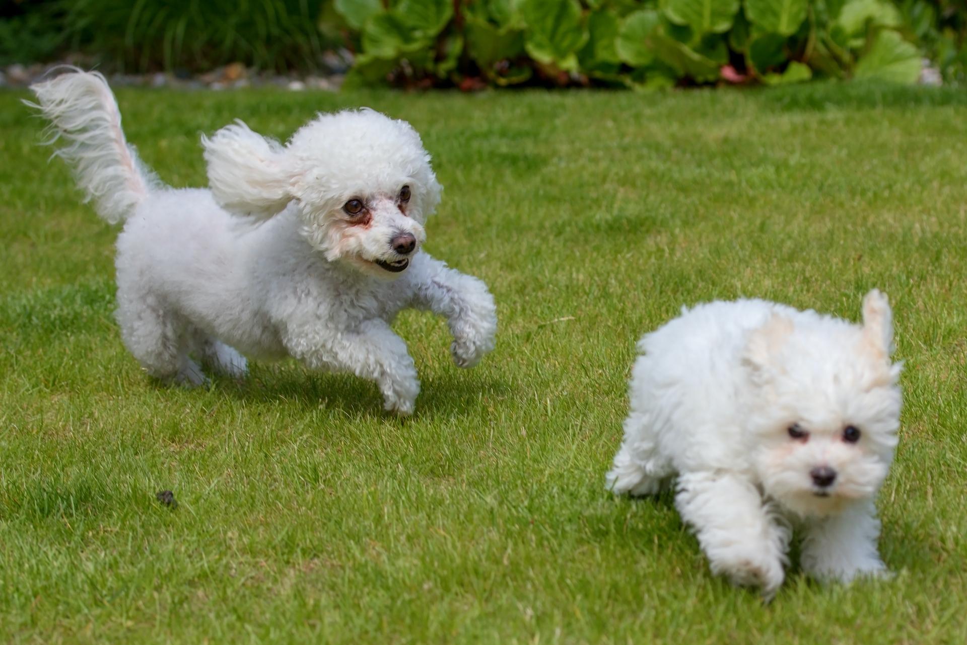 Bolognese puppies