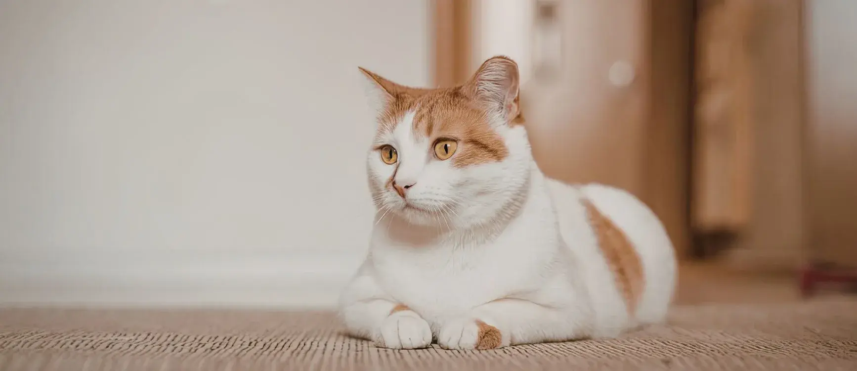 A cat comfortably lying on the floor