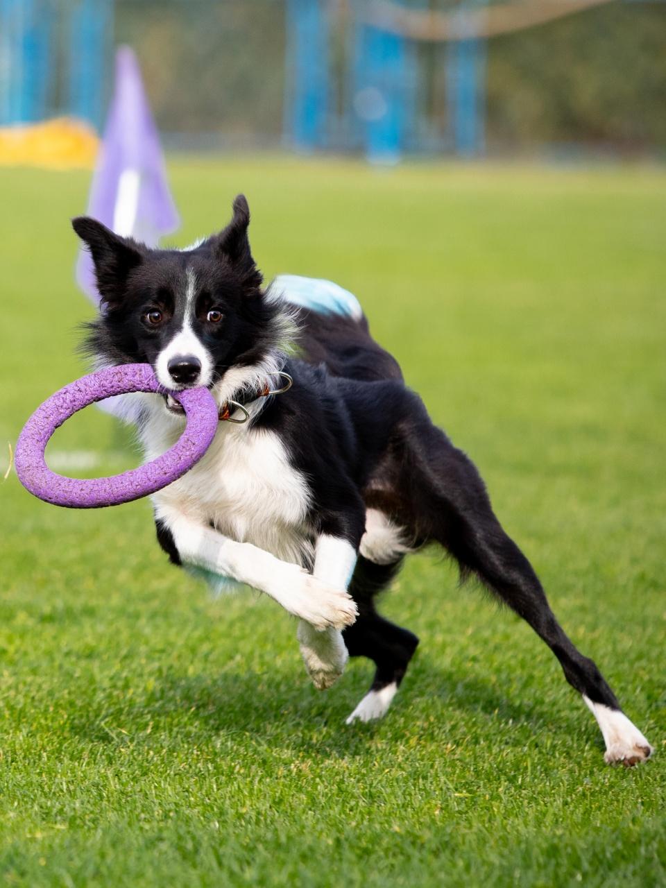 Pet sport, motion, action