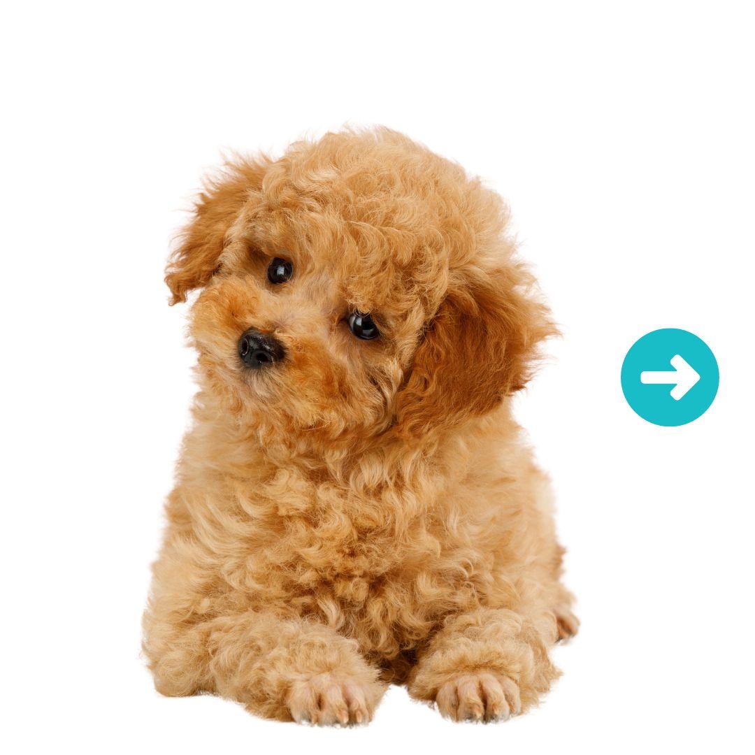 Toy Poodle dog breed