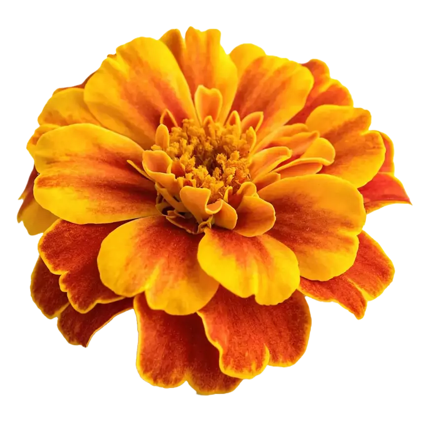 Marigold flowers