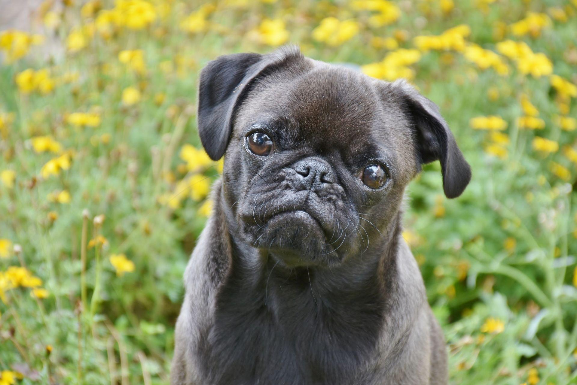 Pug outdoor