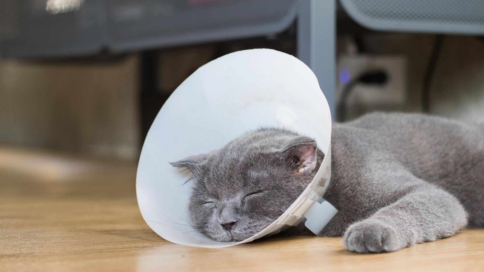 caring for a sick pet - blog image