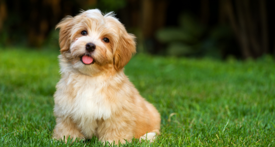 Puppy sitting on grass outside