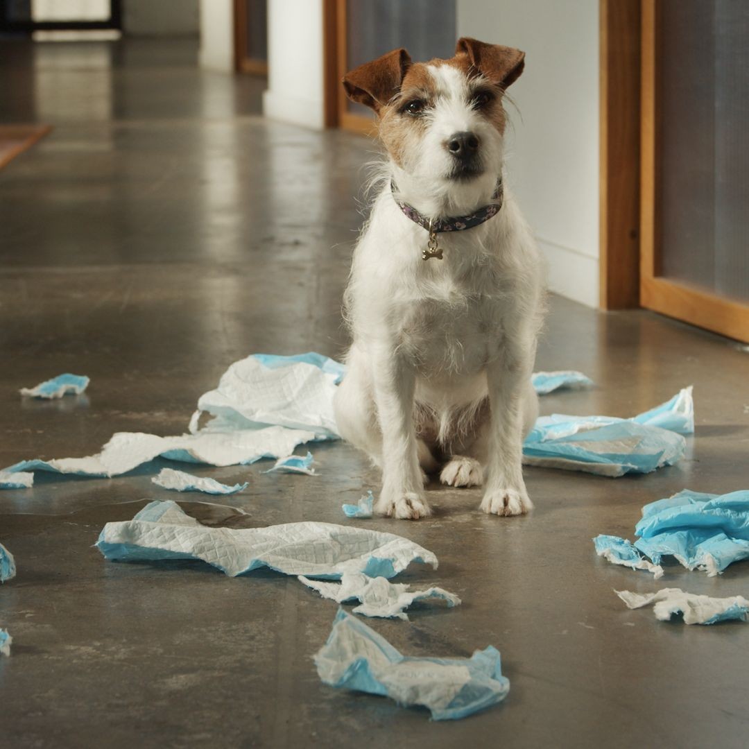 Jack Russell terrier sitting next to shredded disposable pad