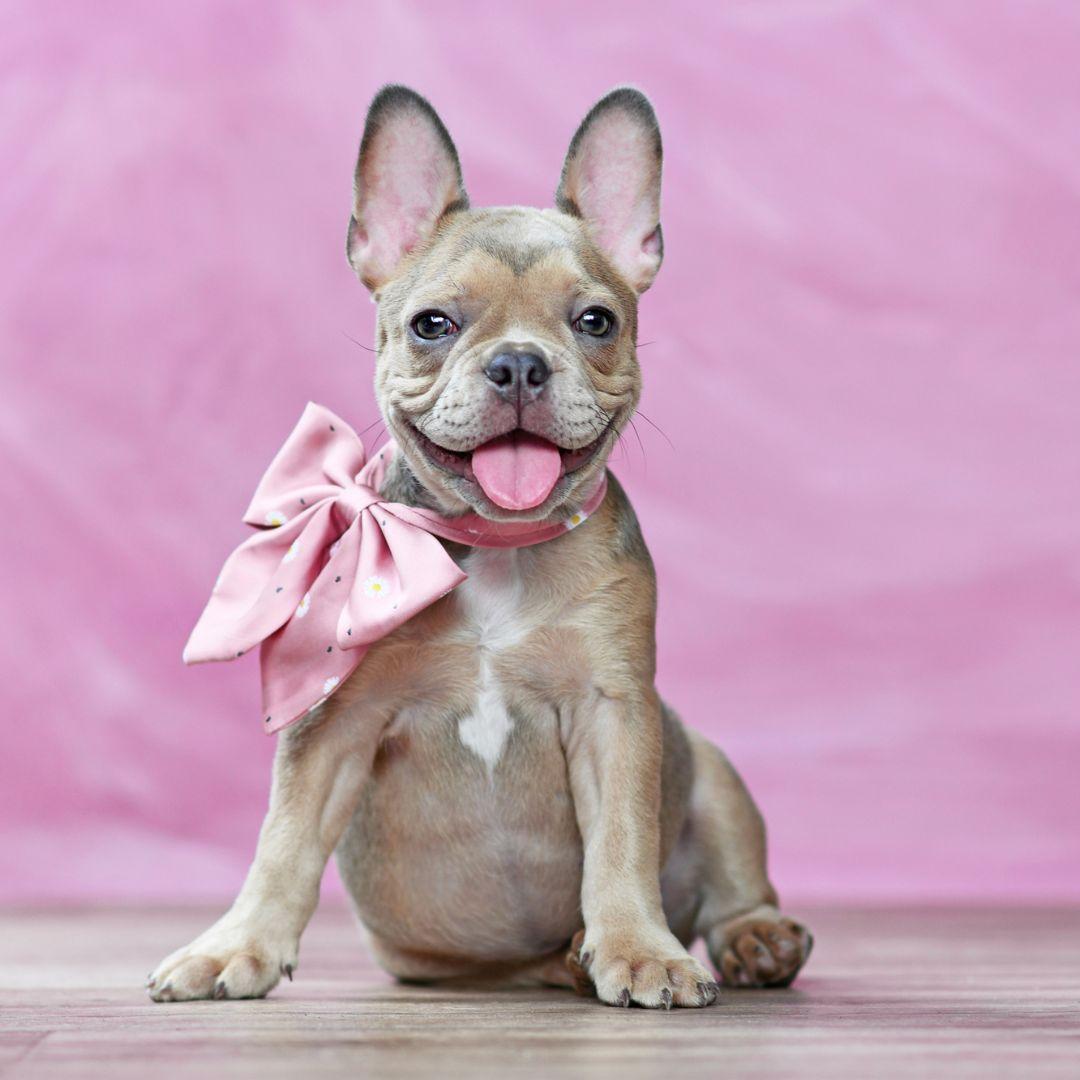 French Bulldog Puppy Wearing a Bow