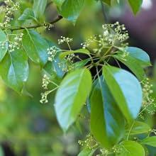 circular image of natural camphor leaves with an orange border